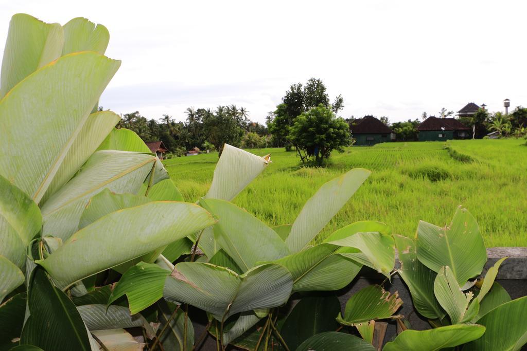 Uma Kutuh 2 Affittacamere Ubud
